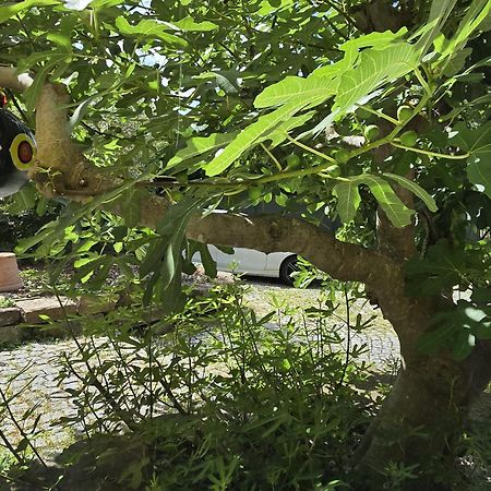 Chambre Privative Au Rez De Jardin Dans Villa La Wantzenau Eksteriør bilde